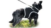 Consistent Realtime Tracking w/ Mini Collar Animal GPS Tracking Device Size:S