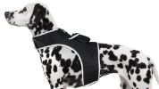 GPS Pet Location Tracking w/ Waterproof Portable Realtime Pet Tracker Size:XXL