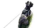 Collar Mounted GSM GPS Pet Tracking Device Waterproof Location Finder Size:L