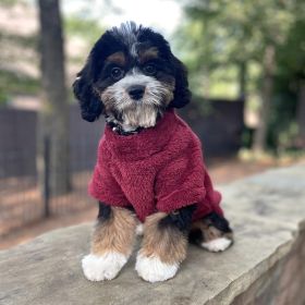 Soft Plush Pullover (Color: Burgundy, size: small)