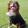 Solid Dog Polo Shirt